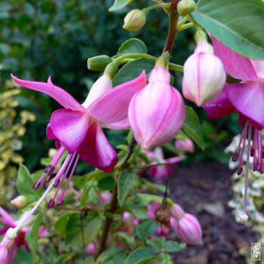 Fuschias