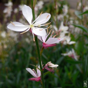 Gaura