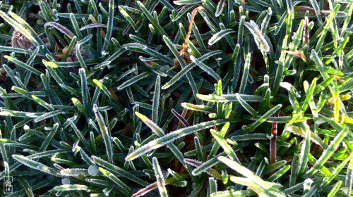 Frosty grass - Herbe gelée