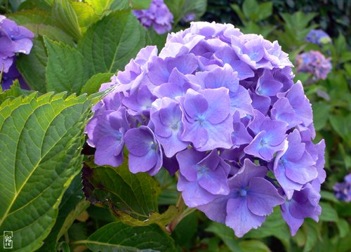 Blue hydrangeas - Hortensias bleus