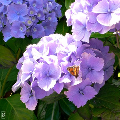 Gatekeeper butterfly on hydrangeas - Papillon amaryllis sur des hortensias