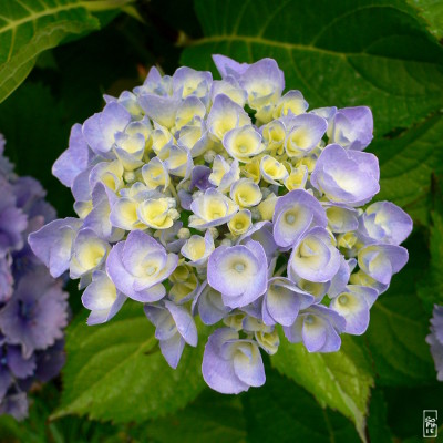 Hydrangeas - Hortensias