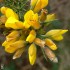 Gorse