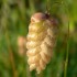 Quaking grass