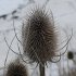 Teasel