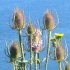 Teasel