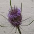 Teasel