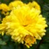 Chrysanthème