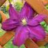 Clematis