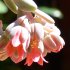 Echeveria flower