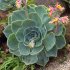 Echeveria