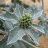 Sea holly