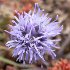 Fleurs des falaises