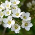 White flowers