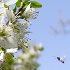 Flowers and flies