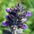 Mauve flowers