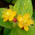 Gouttes de pluie sur les fleurs