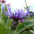 Ornamental thistle