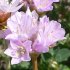 Pink coastal flowers