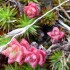 Pink flowers