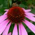 Pink flower and bee