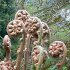 Tree fern