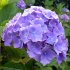 Blue hydrangea