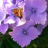 Meadow brown on hydrangeas