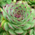 Raindrops on houseleek