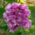 Lilas et autres plantes en fleurs