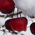 Flowering apple tree under snow