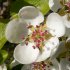 Pear tree flower