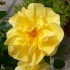 Rose jaune