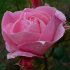 Pink rose