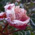 Frozen rose