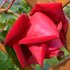 Red rose