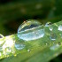 Dew drops