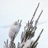 Snow on bushes