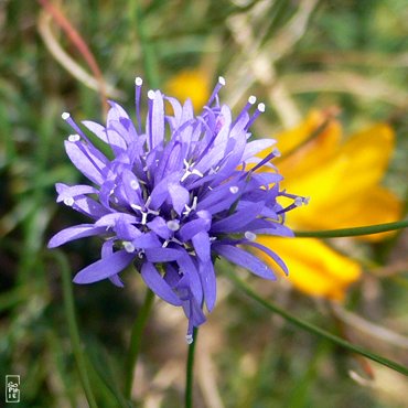 Sheep’s bit - Jasione