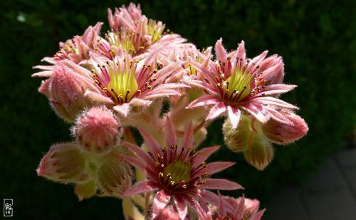 Houseleek in bloom - Joubarbe en fleur