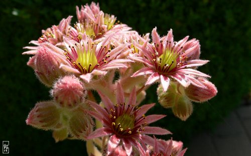 Houseleek in bloom - Joubarbe en fleur