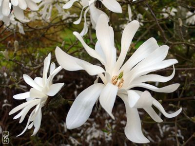 Star magnolia - Magnolia étoilé