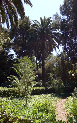 Montjuïc gardens - Jardins de Montjuïc