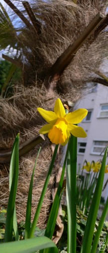 Narcissus - Narcisse