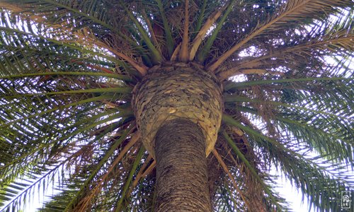 Montjuïc palm tree - Palmier de Montjuïc