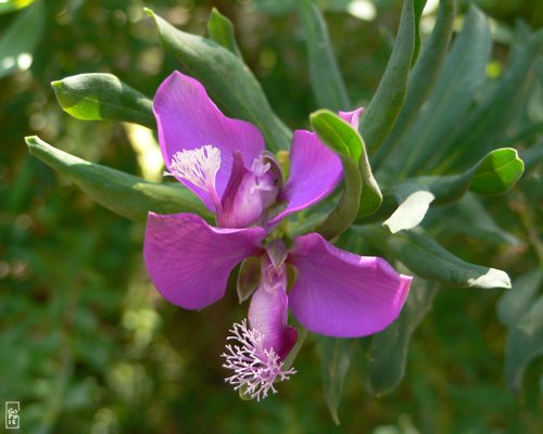 Polygala