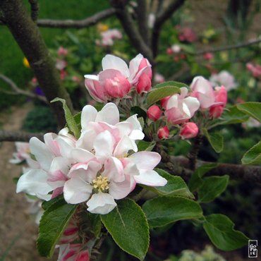 Apple flowers - Fleurs de pommiers