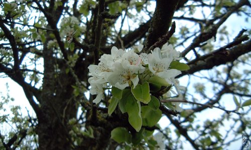 Apple flowers - Fleurs de pommiers