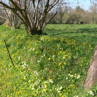 Spring hedge flowers - Fleurs de printemps sur la haie