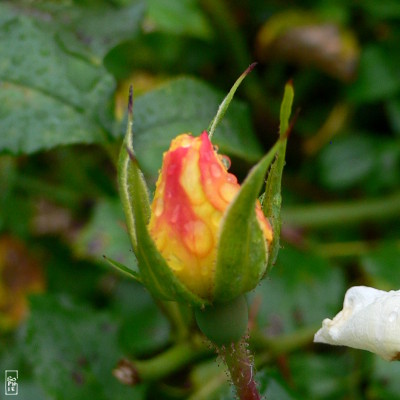 Raindrops on a yellow and red rosebud - Gouttes d’eau sur un bouton de rose jaune et rouge